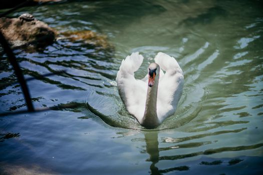 swan on blue lake water in sunny day, swans on pond, nature series