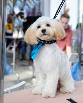 Maltese lapdog sitting in the dog care salon on the table.