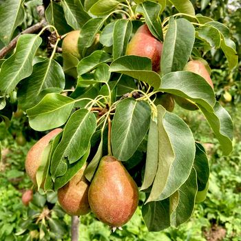 Pear close-up of a pear hanging on a tree. Fresh juicy pears on a pear tree branch. Organic pears in natural environment. High quality photo