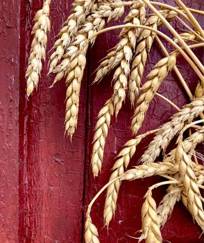 Ears of wheat against the background of a wooden red painted wall. High quality photo