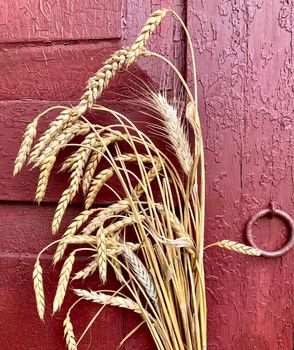 Ears of wheat against the background of a wooden red painted wall. High quality photo