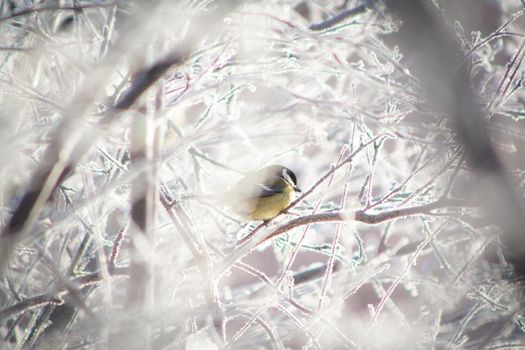 Tit bird sits on frost covered branch at sunny winter day. Nature animal in nature photography. Titmouse living in cold weather