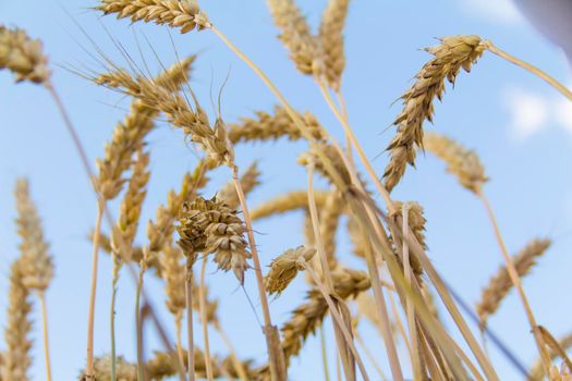 Wheat ears close-up against the background of the setting sun, blue sky and sunlight. It's time to harvest. The food crisis in the world. A field for harvesting bread.