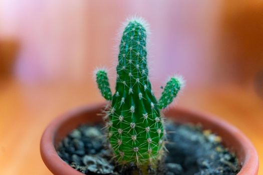 A small cactus in a brown pot looks like a person with raised arms.