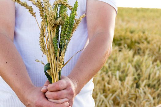 Wheat ears close-up against the background of the setting sun, blue sky and sunlight. The hand holds a bouquet of wheat. It's time to harvest. The food crisis in the world. A field for harvesting bread.