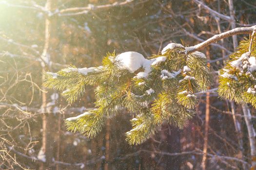 Pine tree branch in forest at sunny winter day with sunlight rays. Wintertime landscape in the woodland before Christmas holidays. Fir tree needles at snow