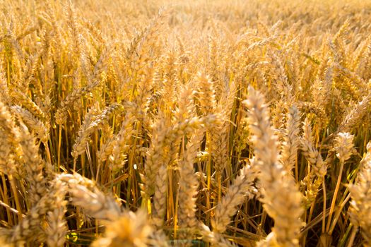 Wheat ears close-up against the background of the setting sun and sunlight. It's time to harvest. The food crisis in the world. A field for harvesting bread.