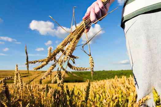 Wheat ears close-up against the background of the setting sun, blue sky and sunlight. The hand holds a bouquet of wheat. It's time to harvest. The food crisis in the world. A field for harvesting bread.