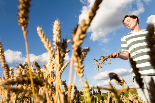 A teenager and a small child are walking carefree and fun in a field with wheat. It's time to harvest. The food crisis in the world. A field for harvesting bread.