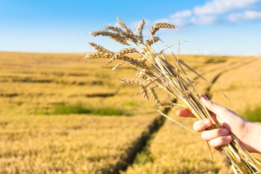 Wheat ears close-up against the background of the setting sun, blue sky and sunlight. The hand holds a bouquet of wheat. It's time to harvest. The food crisis in the world. A field for harvesting bread.