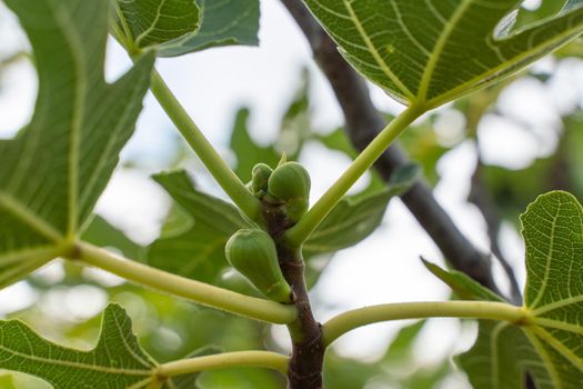 Green raw figs on the branch of a fig tree with morning sun light.