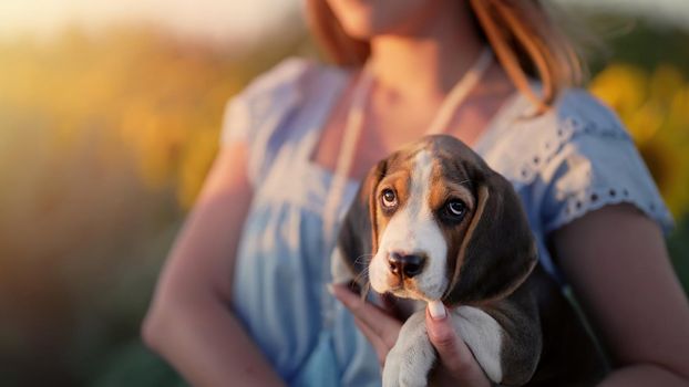 Tiny beagle puppy with his owner in beautiful sunflowers field. Woman with dog on nature backdrop. Cute lovely pet, new member of family. High quality photo