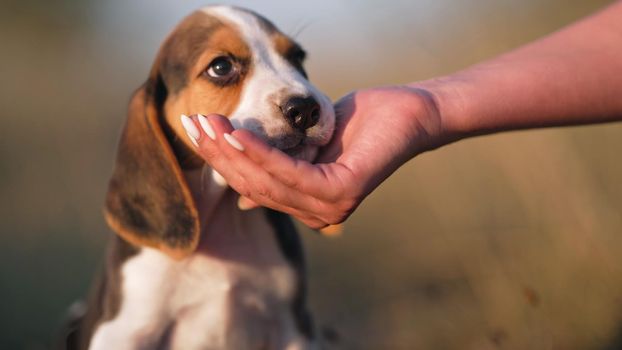 Woman gives beagle puppy treat for following command during training. Teaching dog on nature. Good boy, smart doggy. High quality photo