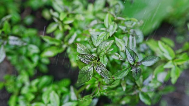 Fresh leaves of Genovese herb. Gardener watering basil plant growing in home garden. Can be used in quality medicine, cooking spices. Also known as Holy Tulsi. High quality photo