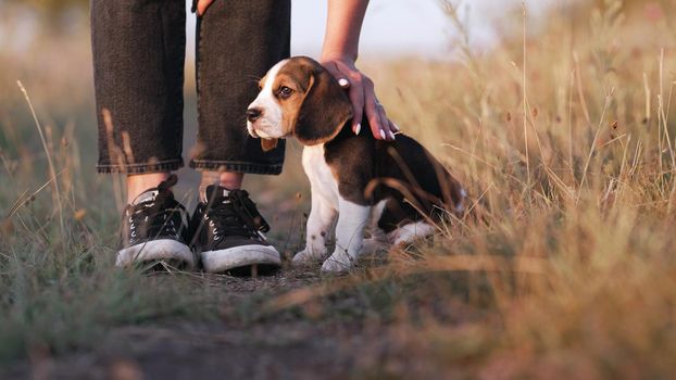 Portrait of little beagle puppy. Woman stroking dog on nature backdrop. Happy lovely pet, new member of family. Doggy training. High quality photo
