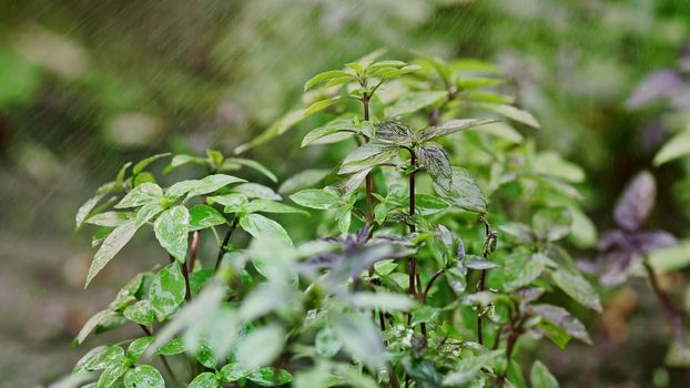 Fresh leaves of Genovese herb. Gardener watering basil plant growing in home garden. Can be used in quality medicine, cooking spices. Also known as Holy Tulsi. High quality photo