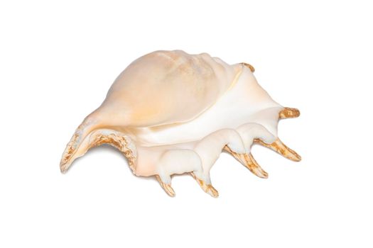 Image of spider conch seashell  on a white background. Sea shells. Undersea Animals.