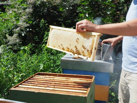 Beekeeper working with bees and beehives on the apiary. Beekeeping concept. Beekeeper harvesting honey Beekeeper on apiary.