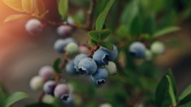 Rich harvest blueberry bush. Fresh ripe organic blueberries - great bilberry plant growing in garden, summer day. Diet, antioxidant, healthy vegan food. Bio, organic nutrition healthy food. High photo