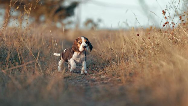 Awesome beagle puppy on nature pastel background. Funny active doggy with long flying ears enjoys spending time in park. High quality photo