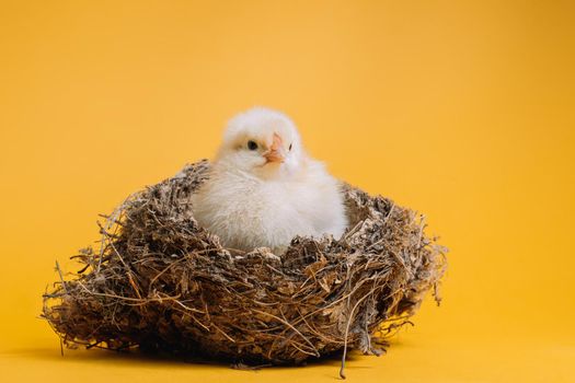 Beautiful little chick sitting in nest on yellow studio background. Isolated picture for design, decorative theme. Newborn poultry chicken. Easter, farm concept. High quality photo
