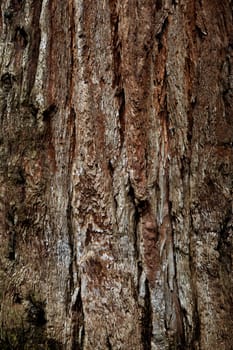 Close up of a tree bark