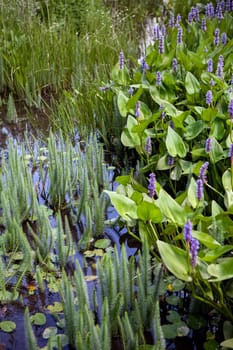 Aquatic plants and water lilies