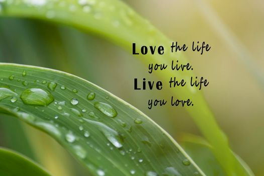 Motivational quote with fresh nature and blurred green leaf background - Love the life you live. Live the life you love.