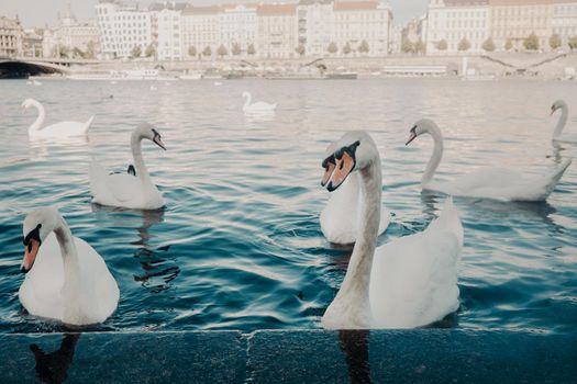 Beautiful swans in Prague on Vltava river. Famous medieval architecture on background. Cityscape view. High quality photo