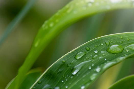 Close up of grass strain with raindrops. Green background for copy space.