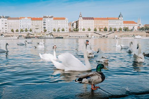 Beautiful swans in Prague on Vltava river. Famous medieval architecture on background. Cityscape view. High quality photo