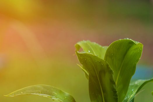 Nature of green leaf in garden at summer. Environment ecology and greenery concept. Copy space.