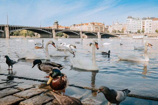 Beautiful swans in Prague on Vltava river. Famous medieval architecture on background. Cityscape view. High quality photo