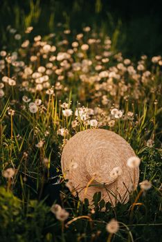 Rural straw hat on green grass and dandelions lawn among plants. Summer time, heat . Romantic boater or canotier, stylish costume detail. High quality photo