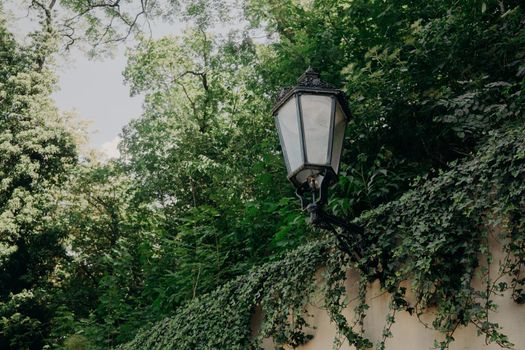 Vintage lantern at street. City lamp in Prague. Fence entwined with ivy. High quality photo