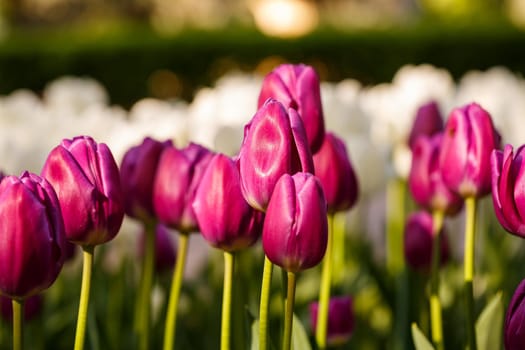 Many beautiful tulips of bright pink color are planted in a large flowerbed with green leaves. Pink tulips on a sunny day