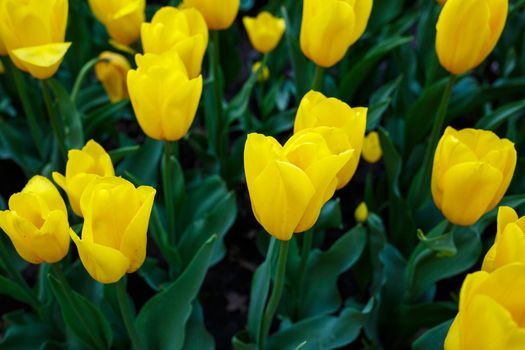 The photo was taken in the city park tulip alley. In the photo, yellow tulips are blooming
