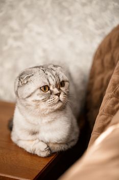 A beautiful gray large Scottish Fold cat or Scottish fold. Pet playful cat
