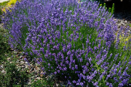 There are many brightly colored lavender bushes in a large flowerbed with green leaves. Lavanla on a sunny day