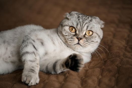 A beautiful gray large Scottish Fold cat or Scottish fold. Pet playful cat
