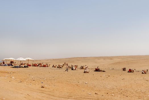 CAIRO, EGYPT - September 11, 2008. Local people and camels have a rest in Arabian desert.