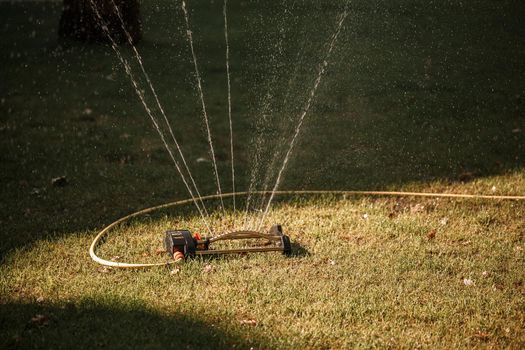 Watering the green lawn in sunny weather, caring for the garden area