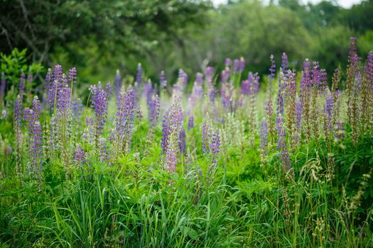 Bright beautiful decorative purple lupine flowers in a green garden