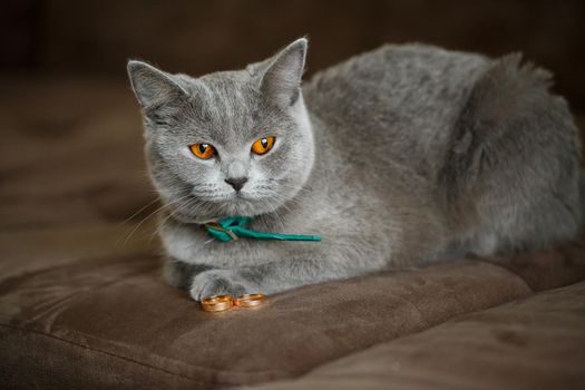 Fluffy gray cat sits near gold wedding rings