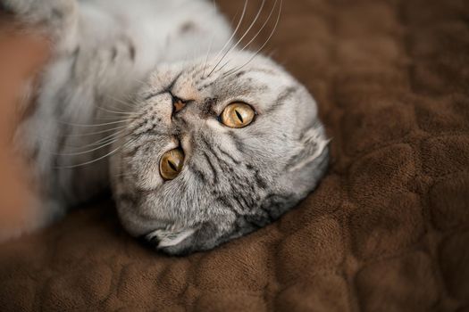 A beautiful gray large Scottish Fold cat or Scottish fold. Pet playful cat