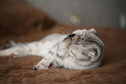 A beautiful gray large Scottish Fold cat or Scottish fold. Pet playful cat
