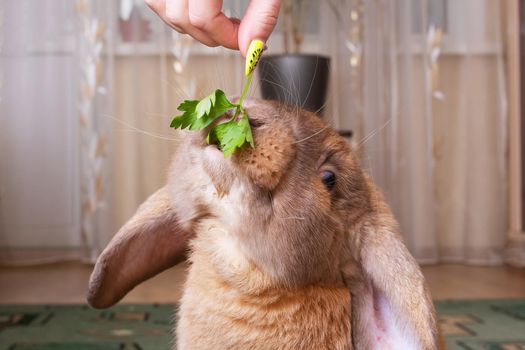 A red domestic rabbit eats greens close up