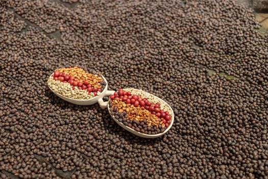 Top view of coffee beans of different processing processes in wooden bowl on dried coffee beans