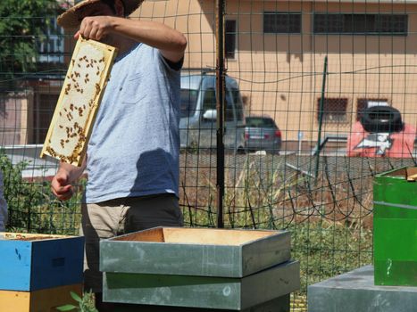 Beekeeper working with bees and beehives on the apiary. Beekeeping concept. Beekeeper harvesting honey Beekeeper on apiary.