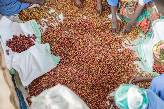 Top view of workers choosing the beans of the best quality at coffee factory in Africa
